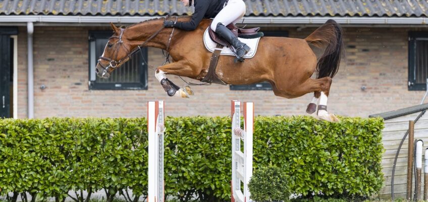 Starker Osterauftakt für Youhorse.auction mit 50.000 € für Andiamo Fee Z