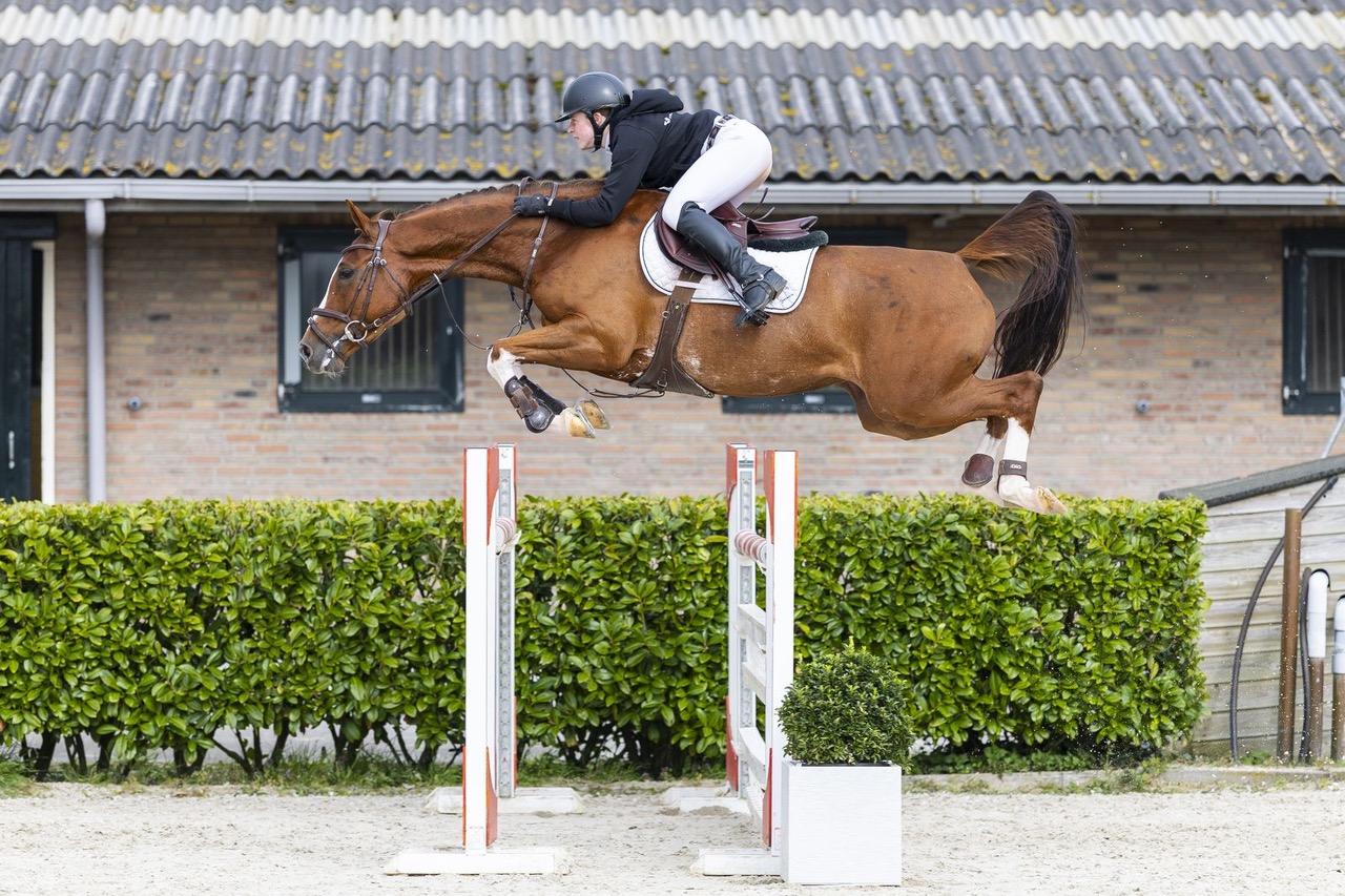 Starker Osterauftakt für Youhorse.auction mit 50.000 € für Andiamo Fee Z