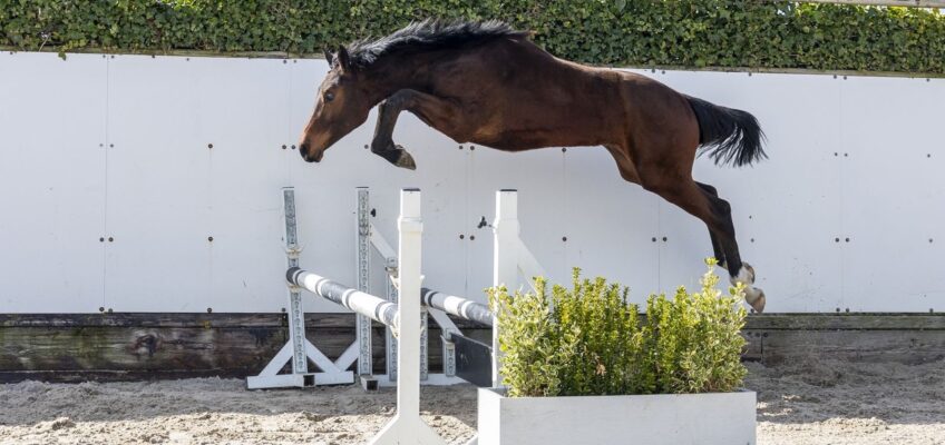 International experts discover potential in extra Youhorse.auction