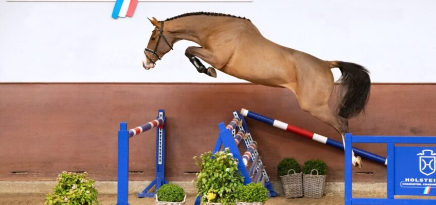 Frühjahrsauktion und Körung: Spitzengenetik und Zukunftshoffnungen im Fokus