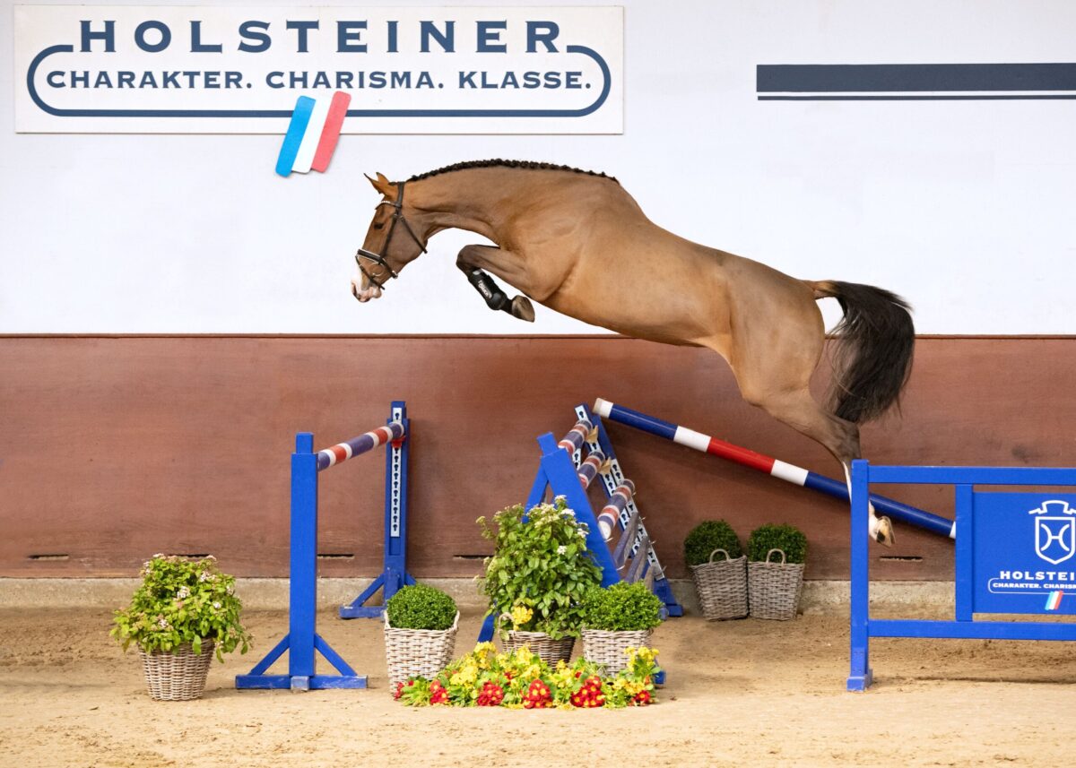 Frühjahrsauktion und Körung: Spitzengenetik und Zukunftshoffnungen im Fokus