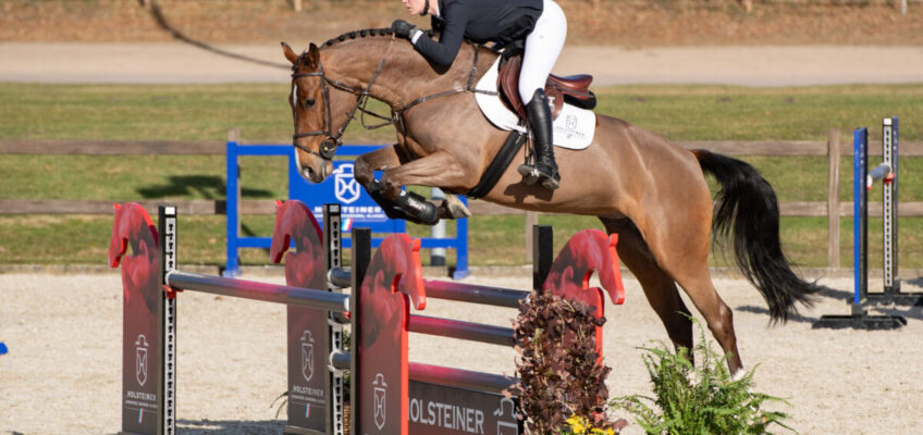 Erste Holsteiner Auktion des Jahres: Million Dollar-Tochter führt das Lot an