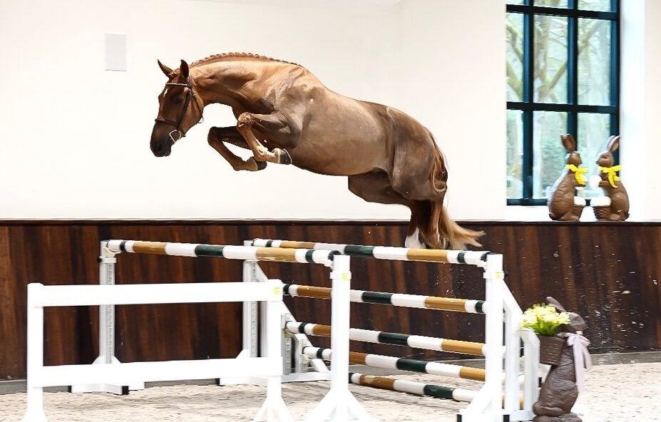 Suus Kuyten setzt SK Favorite mit dem vielversprechenden Hengst Russel fort