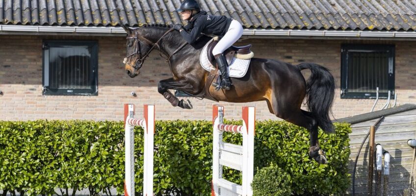 Osterfinale von Youhorse.auction erreicht mit L’Alize Z einen Höchstpreis von 98.000 €