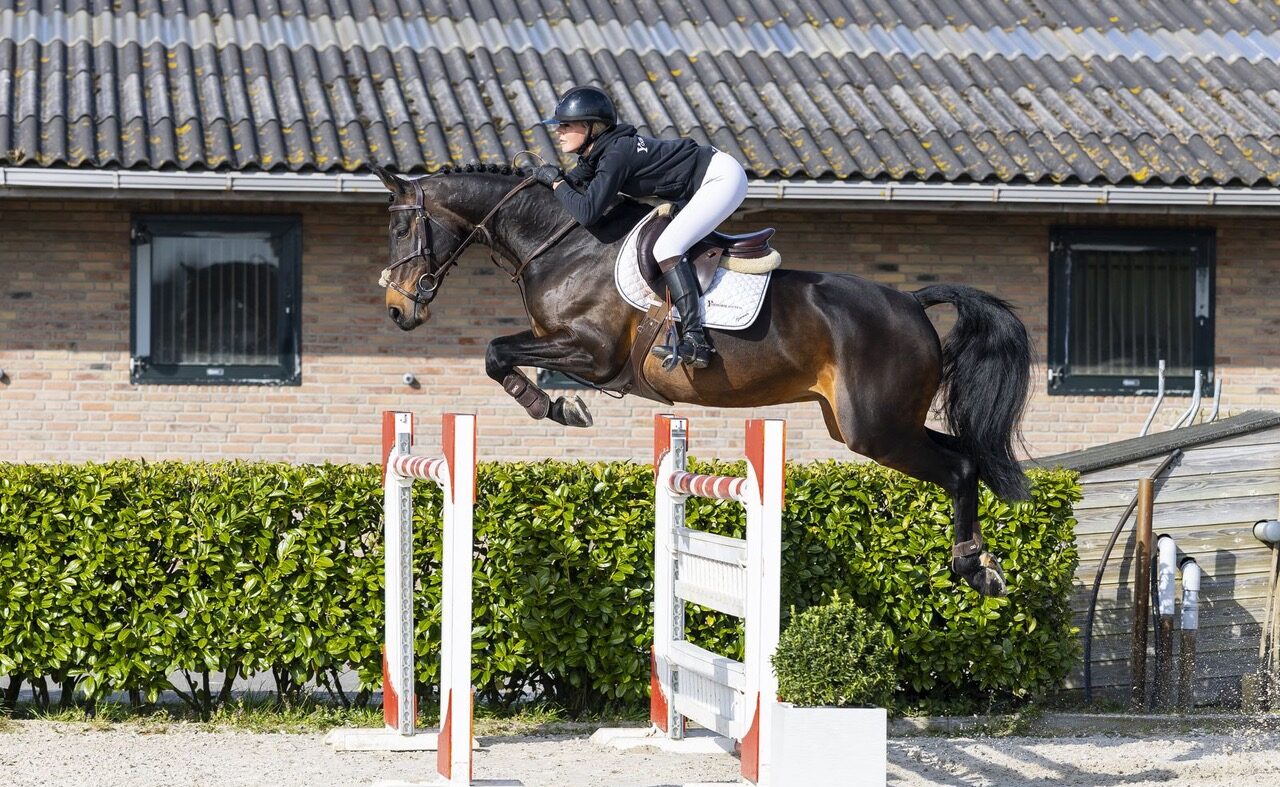 Osterfinale von Youhorse.auction erreicht mit L’Alize Z einen Höchstpreis von 98.000 €