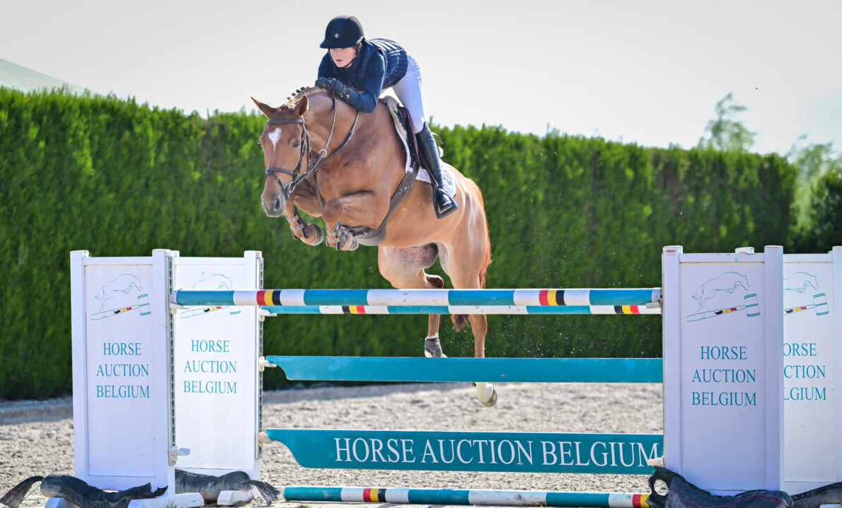Young Talent and Exceptional Bloodlines in the Latest Horse Auction Belgium Online Collection