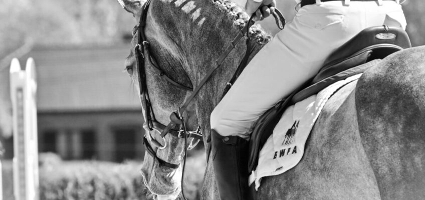 Countdown läuft! Kollektion 2026 der Belgian Warmblood Foal Auction (BWFA) ist online