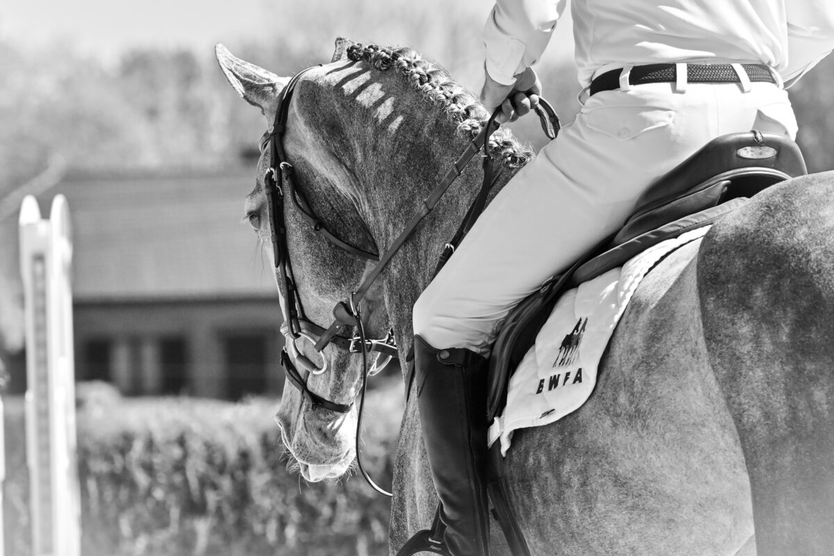 Countdown läuft! Kollektion 2026 der Belgian Warmblood Foal Auction (BWFA) ist online