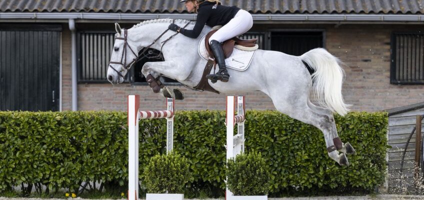 Enzo de Coquerie gibt mit 55.000 € den Ton an in Teil 1 der Mai-Auktion von Youhorse.auction