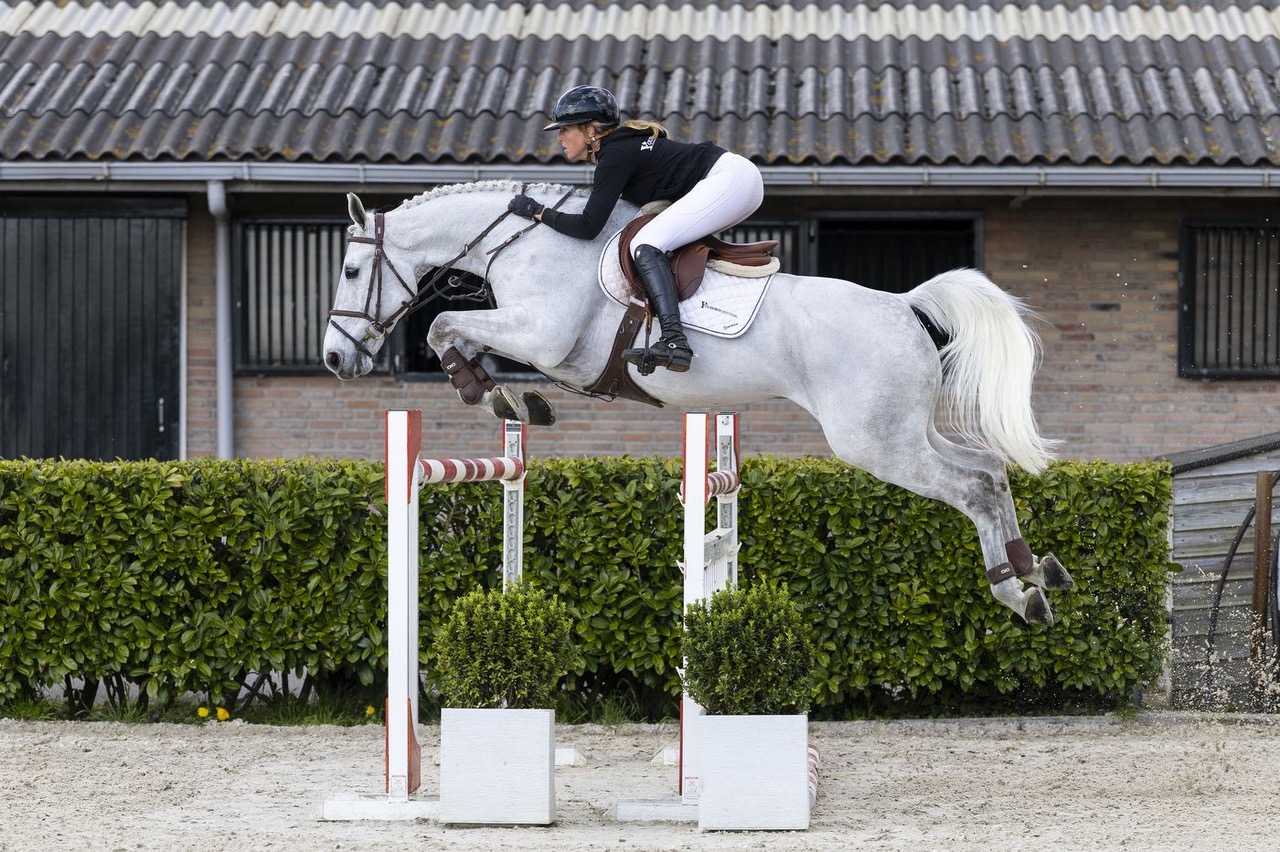 Enzo de Coquerie gibt mit 55.000 € den Ton an in Teil 1 der Mai-Auktion von Youhorse.auction