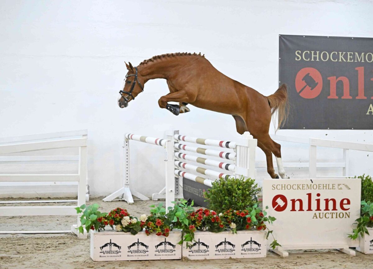 Tagessiegerin der Schockemöhle Online Auktion bleibt für 77.000 Euro in Deutschland