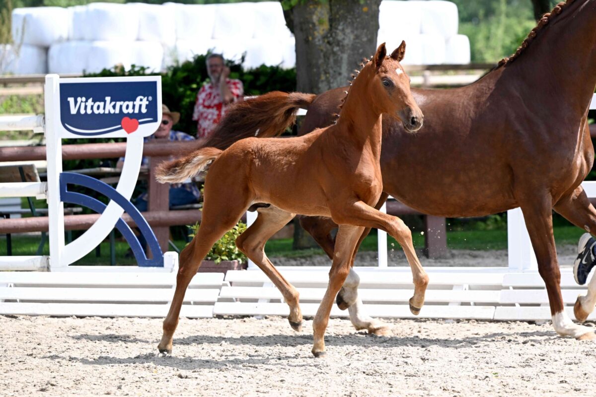 Schockemöhle-Helgstrand-Auktion: 15.000 Euro-Doppelspitze bei Dressur- und Springfohlen