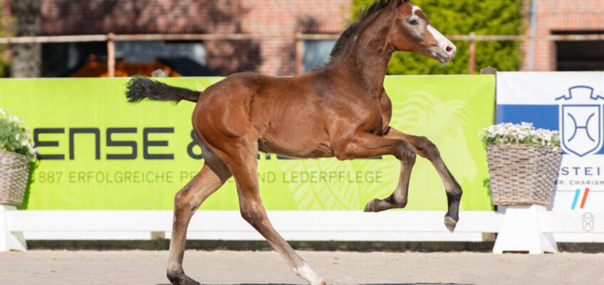 Aus Holsteins besten Familien: Fohlenauktion am 13. Juni