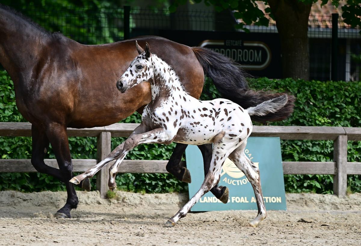 Flanders Foal Auction startet nach rekordverdächtiger Ausgabe die zweite Auktion
