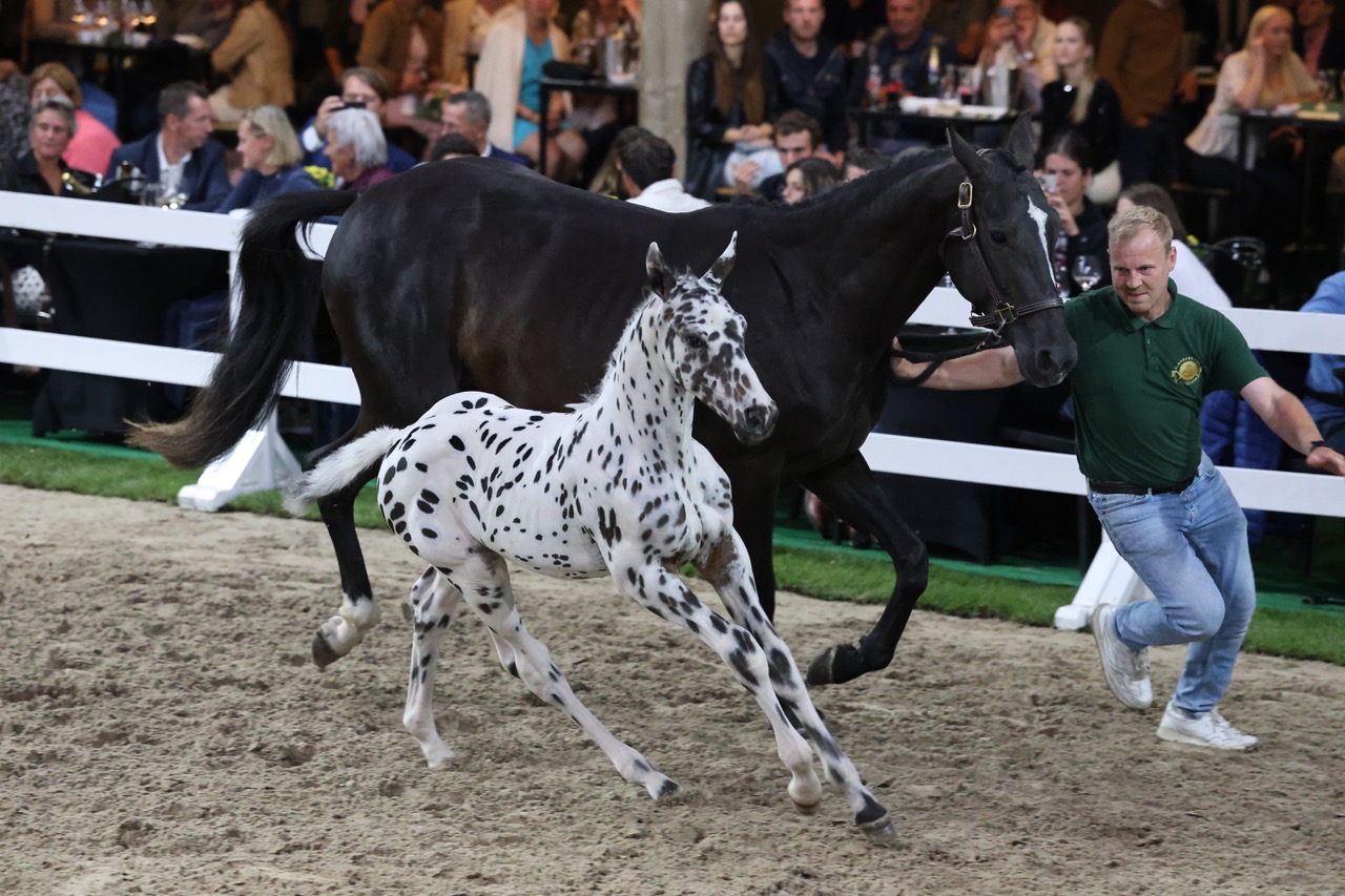 Appaloosa stiehlt bei der Flanders Foal Auction mit einem Verkaufspreis von 386.000 € allen die Show