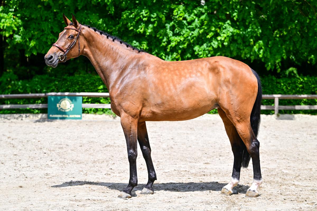 Flanders Foal Auction: „Das Interesse an Fohlen von höchster Qualität ist nach wie vor groß“