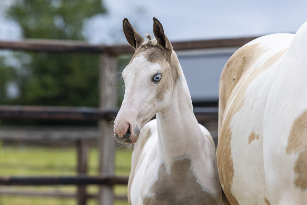 Youhorse.auction collection: From embryos to 1.50m showjumpers