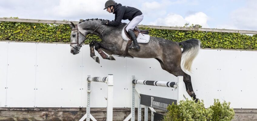 Pre-Summer-Auktion von Youhorse.auction endet mit einem Verkauf von Silver Storm EVO für 32.000 €