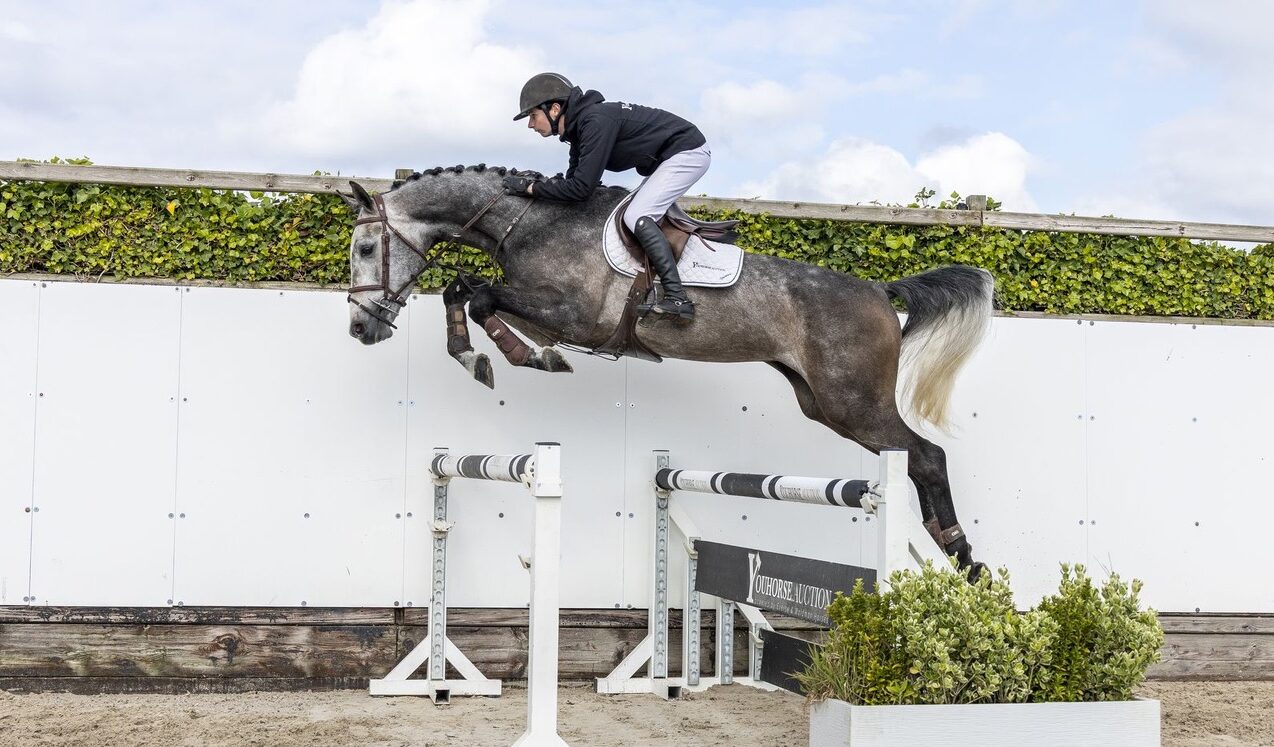 Pre-Summer-Auktion von Youhorse.auction endet mit einem Verkauf von Silver Storm EVO für 32.000 €