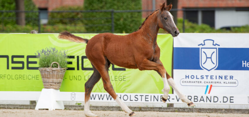 Holstein goes Schweden – Fohlenauktion bei der Falsterbo Horse Show am 11. Juli  