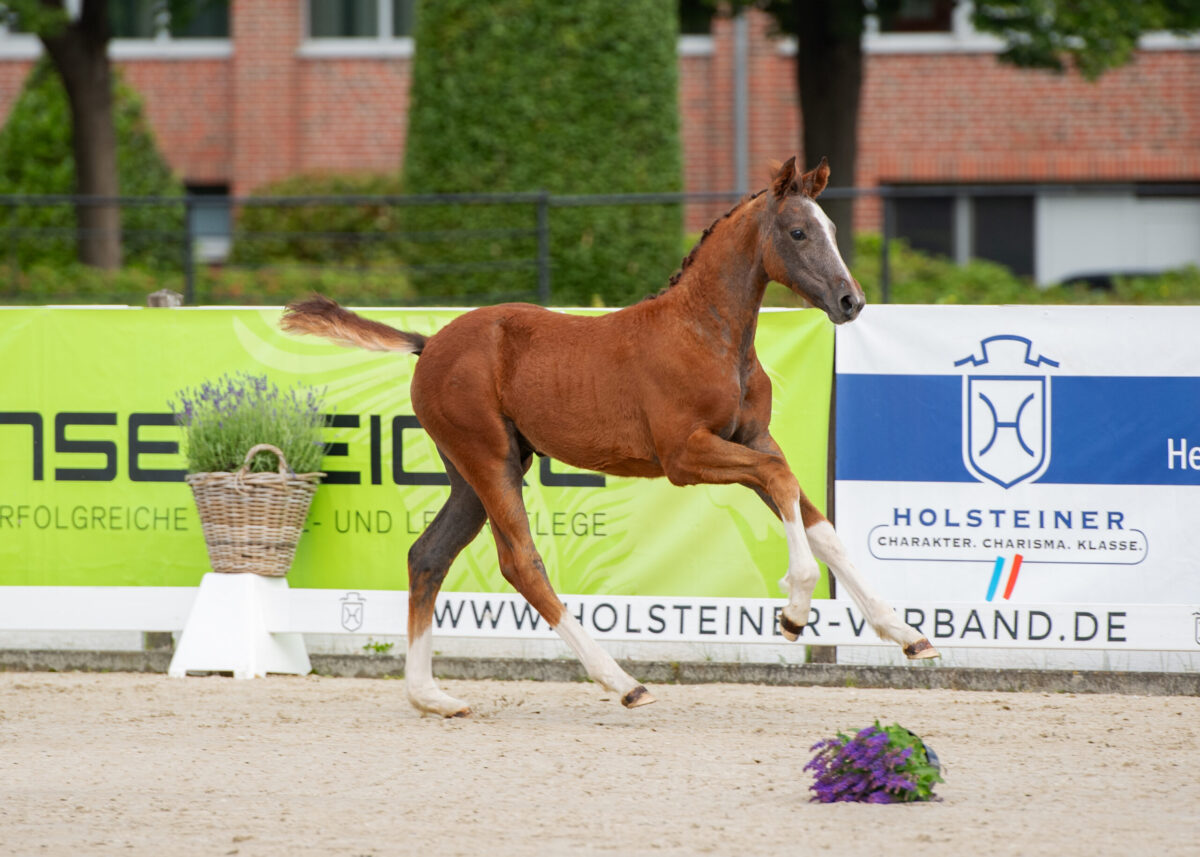 Holstein goes Schweden – Fohlenauktion bei der Falsterbo Horse Show am 11. Juli  