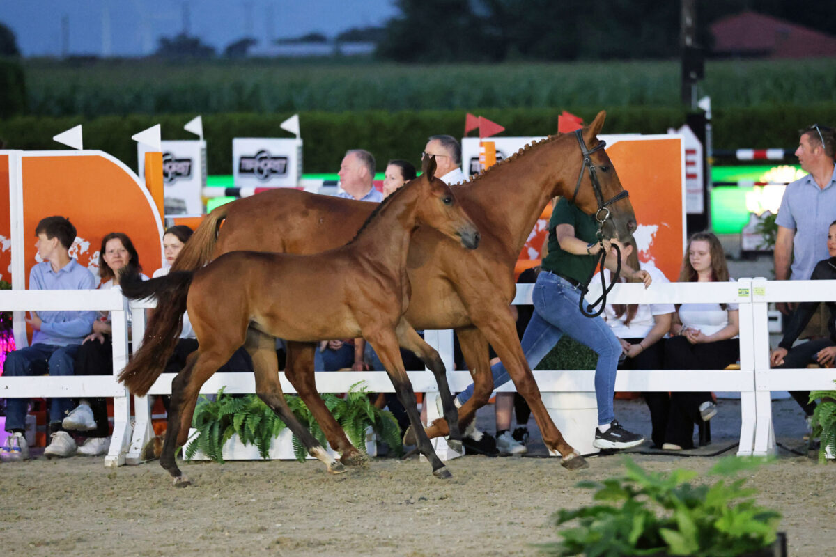 Another €25,000 average for Flanders Foal Auction in Germany