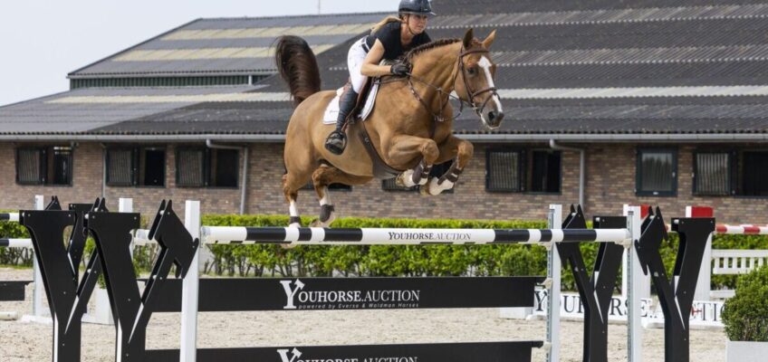 Youhorse.auction läutet den Sommer mit einem Zuschlag bei 105.000 € für „Fondan de Caverie“ ein