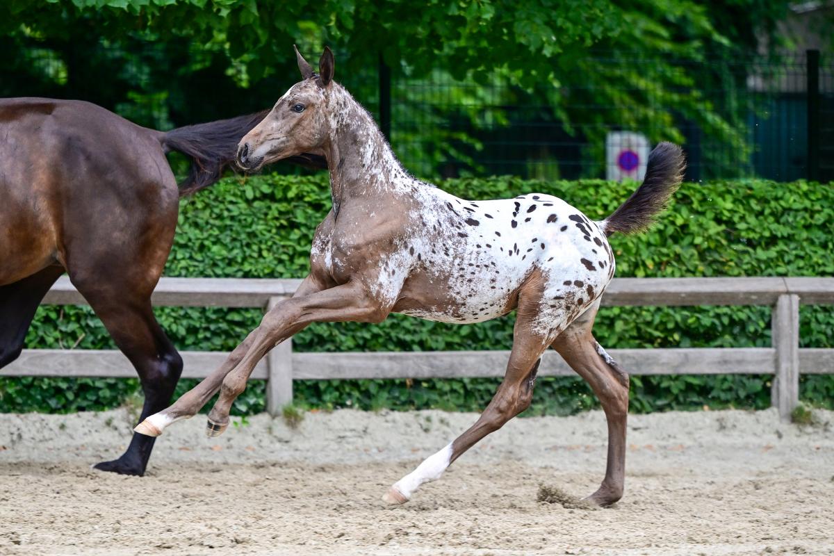Flanders Foal Auction: „Wer in Deutschland versteigert, muss etwas Besonderes mitbringen“