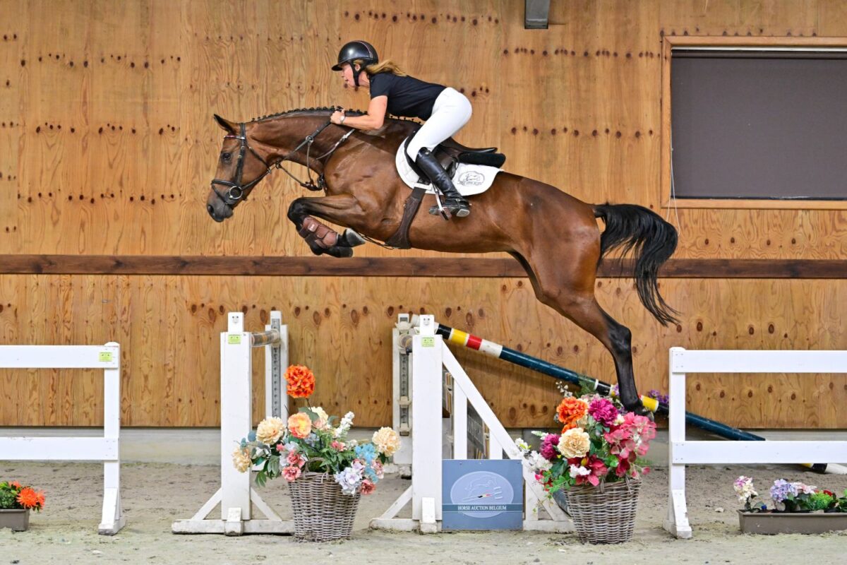 Horse Auction Belgium Presents a New Collection of 27 Promising Young Jumpers
