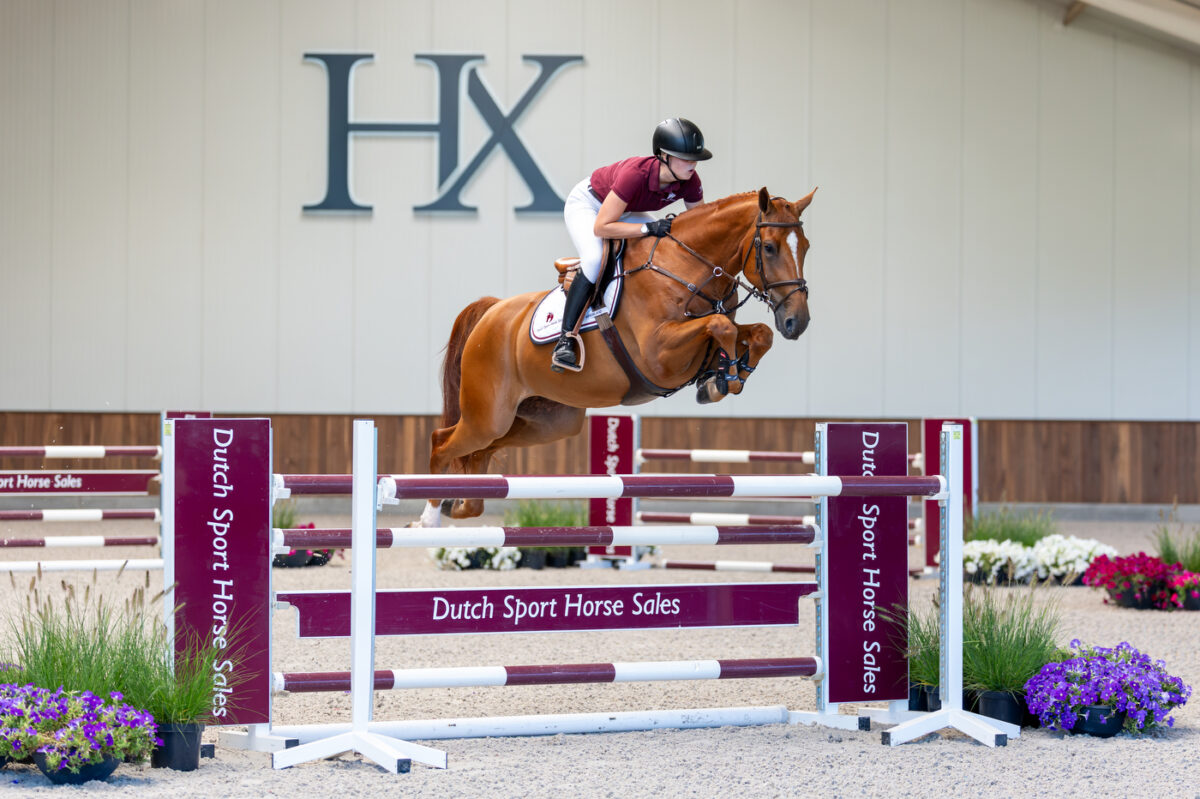 Dutch Sport Horse Sales presents exciting collection of future stars