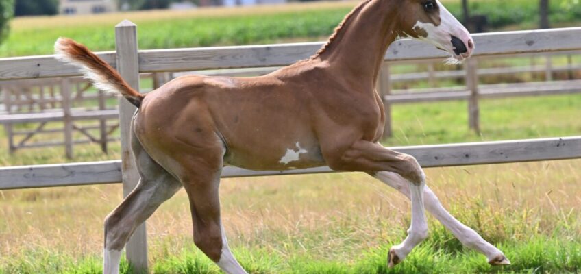 Equbreeding.auction goes for World Championship revelation with the Live & Online auction at CSI2* Bonheiden!