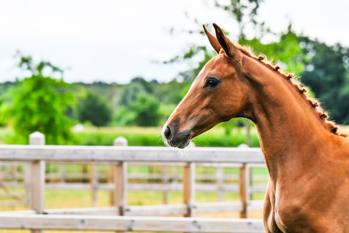 Diese Woche … die Zukunft des Springreitens – zusammengefasst in der Live & Online-Auktion von Equbreeding!