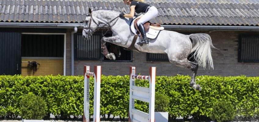 My Dutch SF führt die Youhorse.auction Holiday Edition mit 60.000 € an