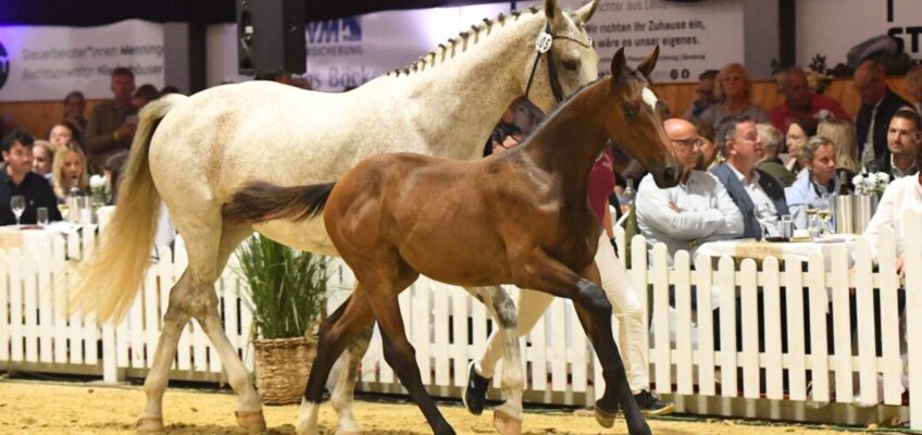 „Tomorrow’s Champions by Holsteiner“: 55.000 Euro für Unique Kiss Way