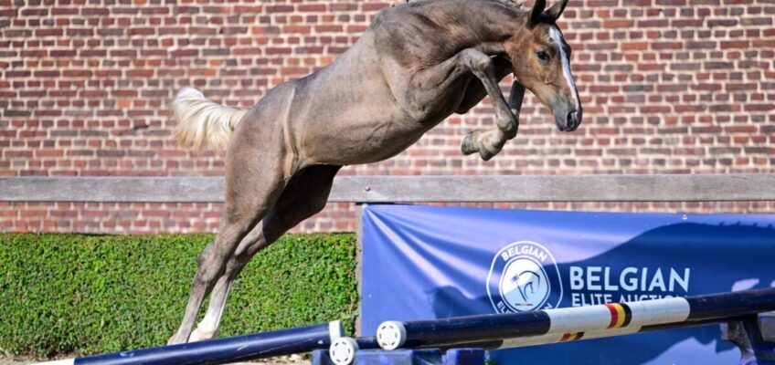 30-fache Chance zum Zuschlagen bei der Belgian Elite Auction!