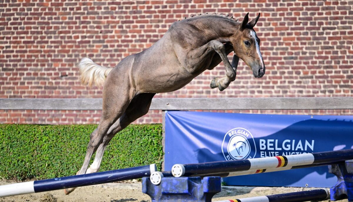 30-fache Chance zum Zuschlagen bei der Belgian Elite Auction!
