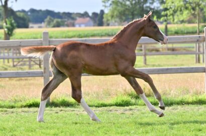 Bids launched: Extraordinary mare lines gather at „End-Of-Summer“ auctions on Equestrian Auctions