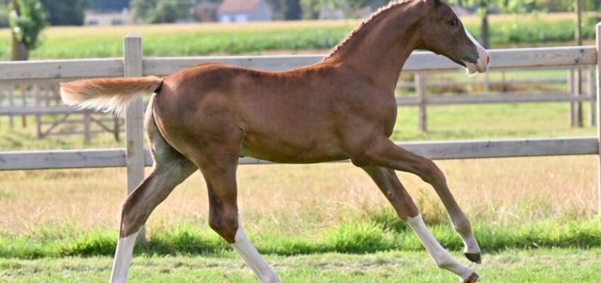 Viertägige digitale Auktion von Equestrian Auctions bringt seltene Grand-Prix-Blutlinien und begehrte Embryonen auf den globalen Markt