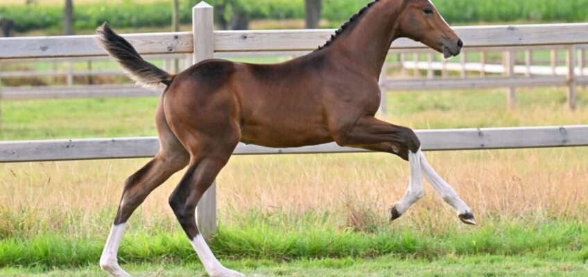 Außergewöhnliche (Spitzensport-)Gelegenheiten erwarten Sie beim „End-of-Summer“-Sale von equestrian-auctions.com