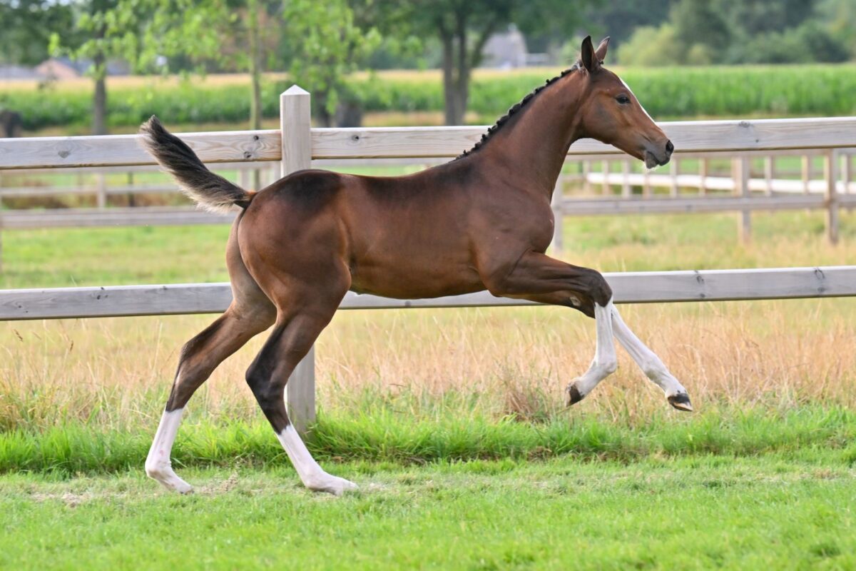 Außergewöhnliche (Spitzensport-)Gelegenheiten erwarten Sie beim „End-of-Summer“-Sale von equestrian-auctions.com