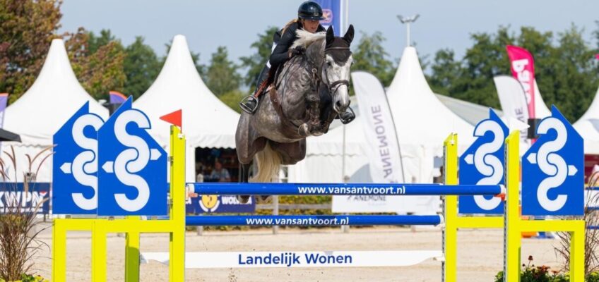Vom Kauf bis zur Qualifikation für Lanaken: Rapido Spitzenreiter bei Youhorse.auction
