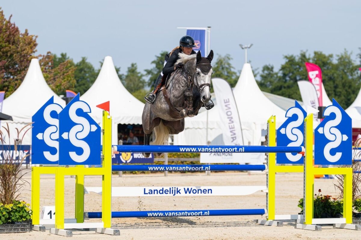Vom Kauf bis zur Qualifikation für Lanaken: Rapido Spitzenreiter bei Youhorse.auction