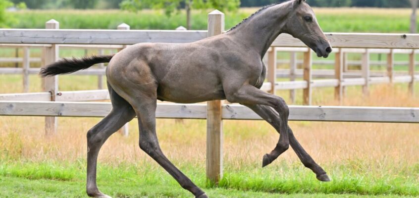 Direkte Tochter einer Olympia-Stute, letzte Chance auf eine Schwester von Steve Guerdats Weltcup-Siegerin Is-Minka, außergewöhnliche Mutterlinien … Countdown zur Equbreeding.auction!