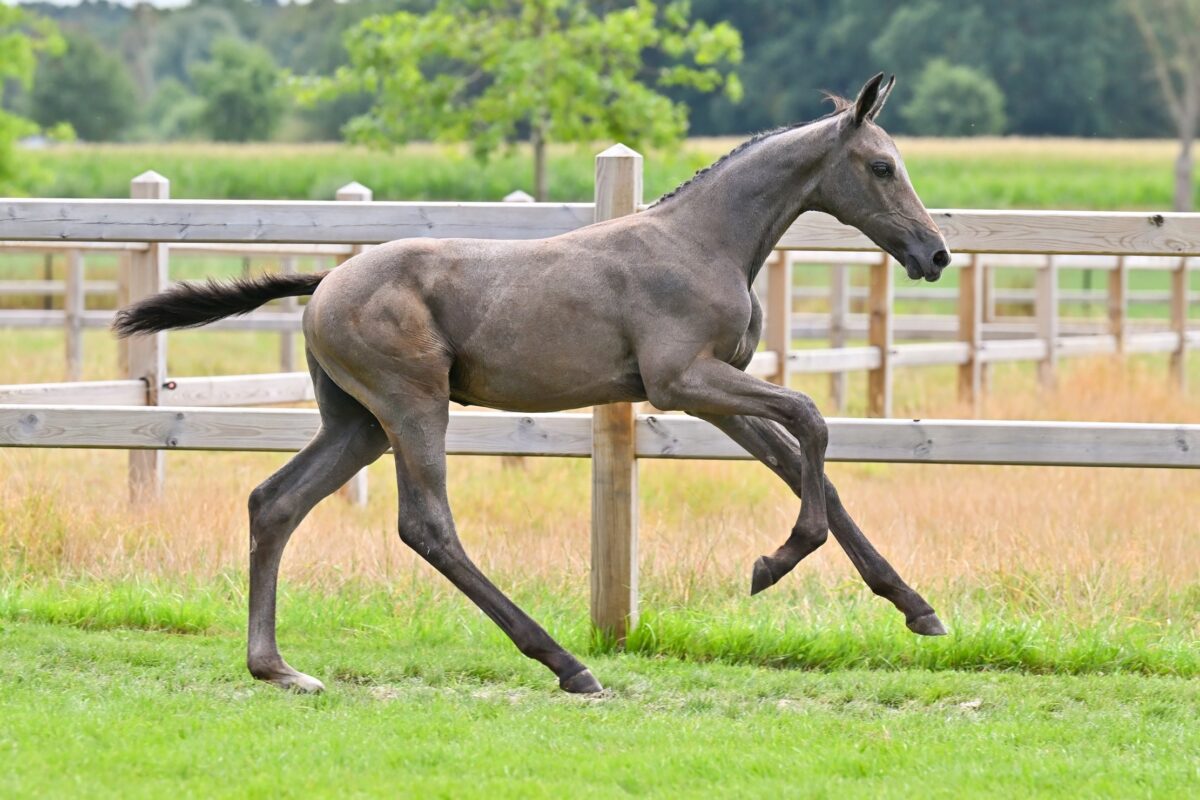 Direkte Tochter einer Olympia-Stute, letzte Chance auf eine Schwester von Steve Guerdats Weltcup-Siegerin Is-Minka, außergewöhnliche Mutterlinien … Countdown zur Equbreeding.auction!