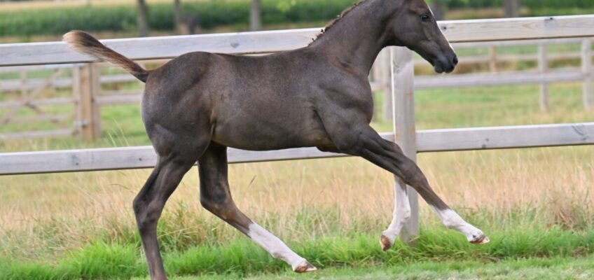 D-Day für 3-mal United Touch „S“, 22-mal Topsport … Auktionstag bei equestrian-auctions.com