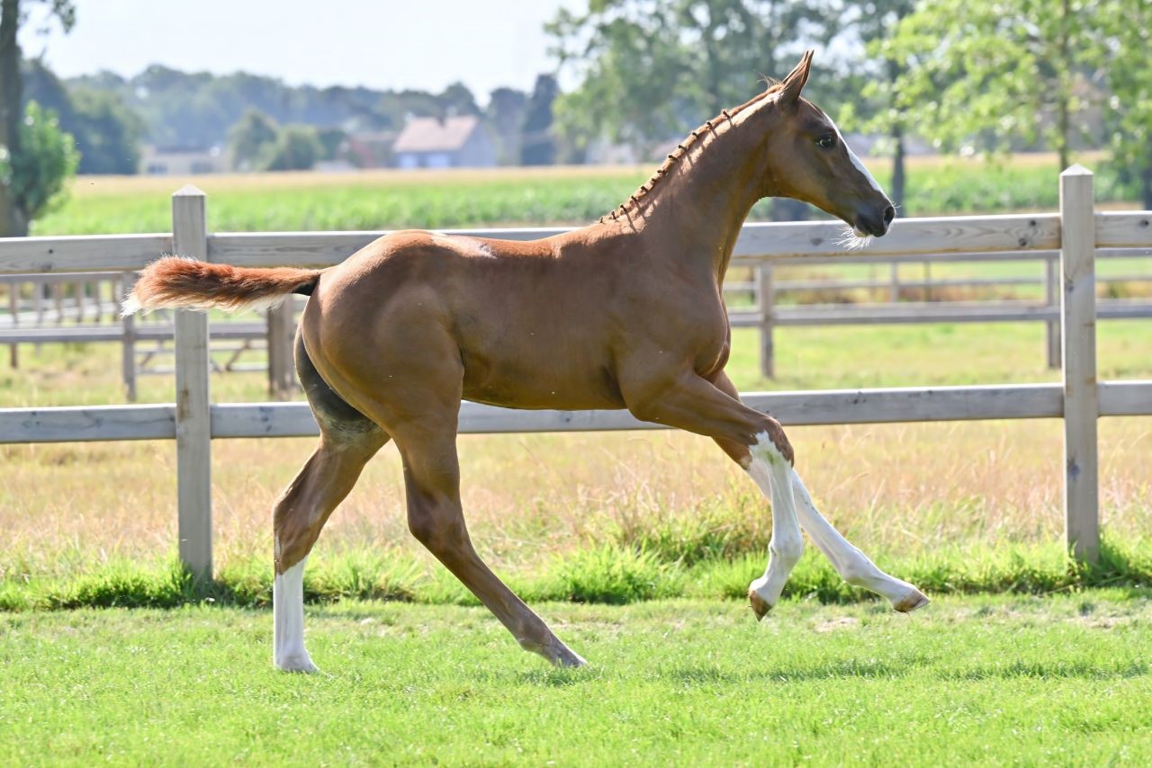Unique Pacino blood, United Touch ‘S’ combined with the full sistero to Dominator 2000 Z … countdown to Equbreeding.auction!