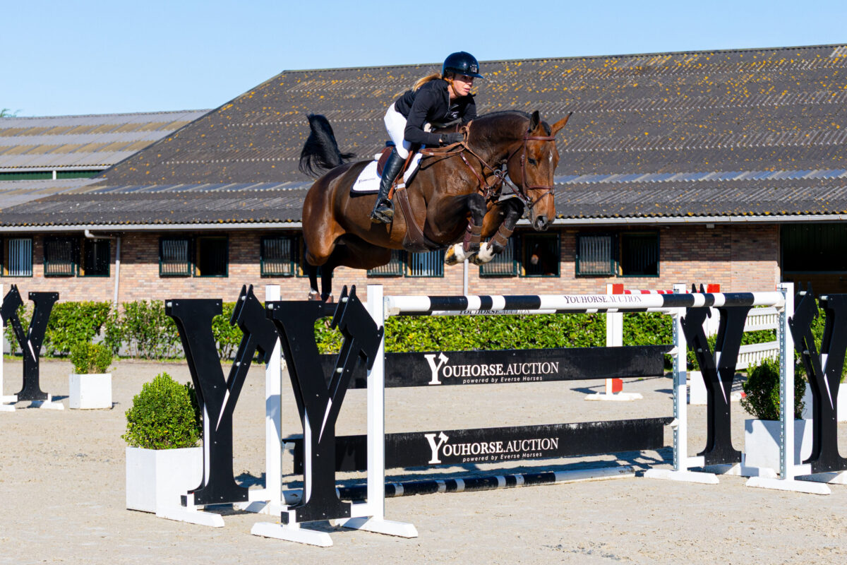 Youhorse.auction: Von Embryonen bis hin zu Pferden auf 1,50-m-Niveau