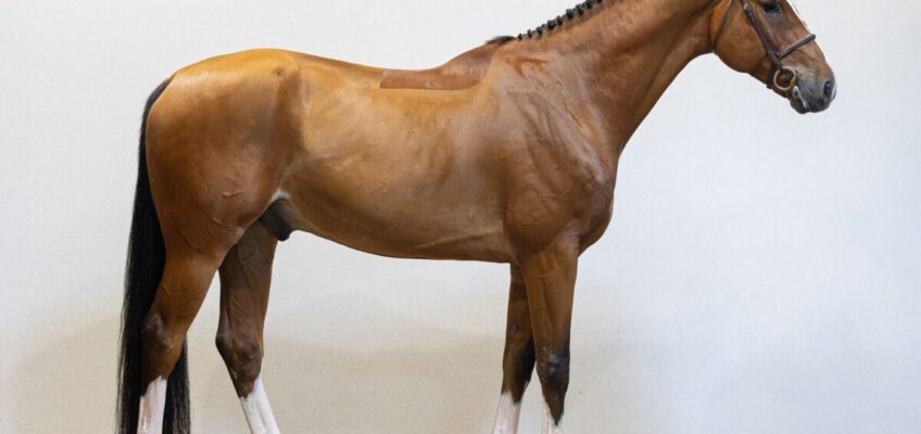 Youhorse.auction schließt die 80. Ausgabe mit Verkäufen in 25 Länder ab