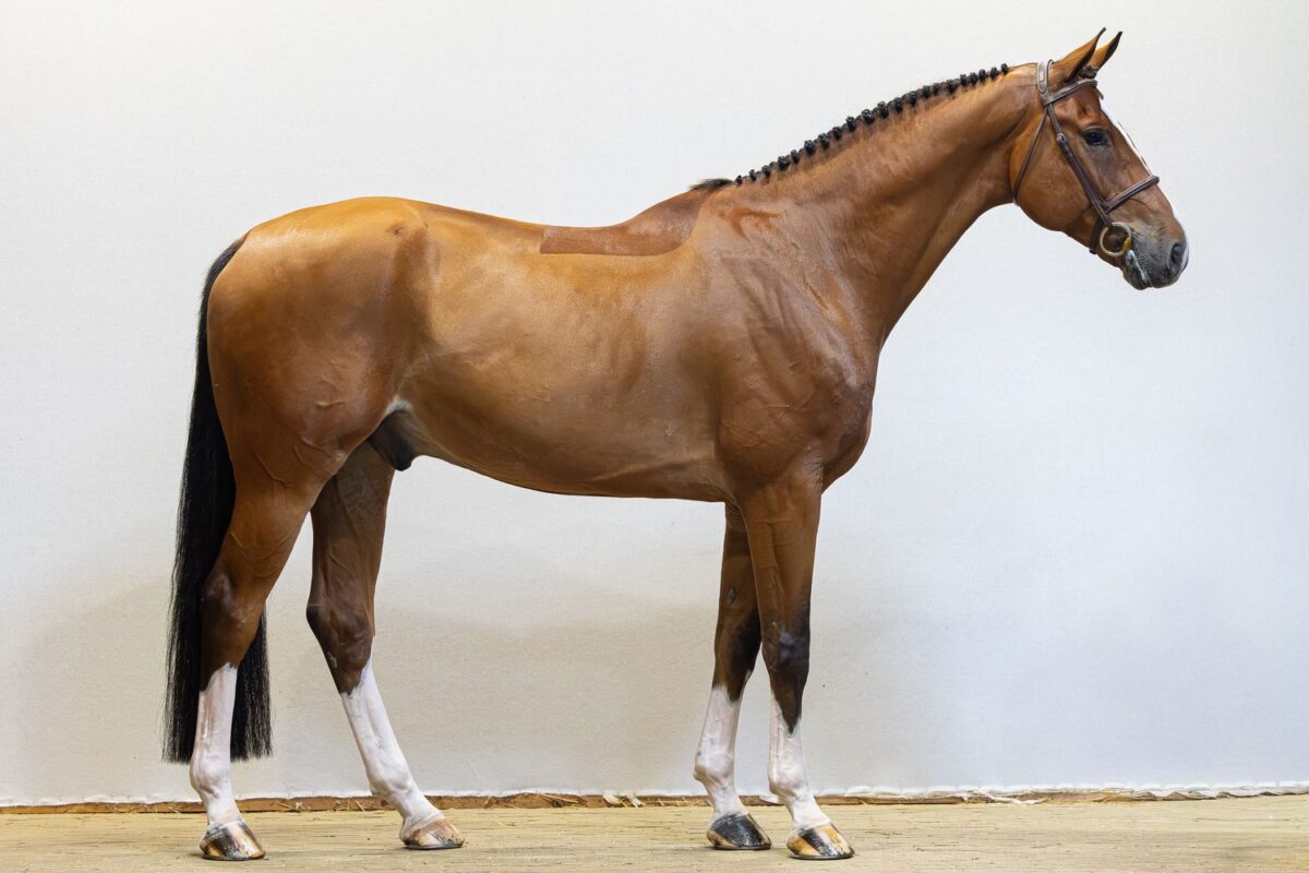 Youhorse.auction schließt die 80. Ausgabe mit Verkäufen in 25 Länder ab