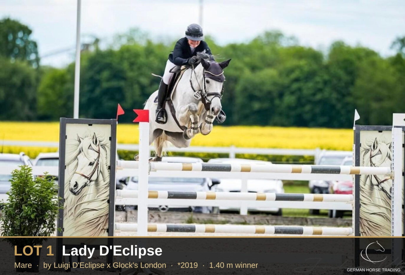 6th Online Auction: German Horse Trading offers nearly 60 sport horses